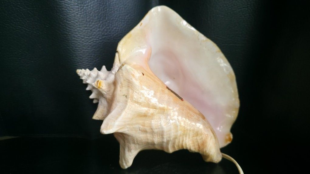One Of a Kind Galveston Bay Sea Shell Souvenir With Light Effect