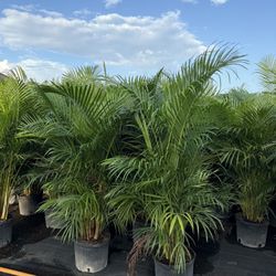 Areca Palms 