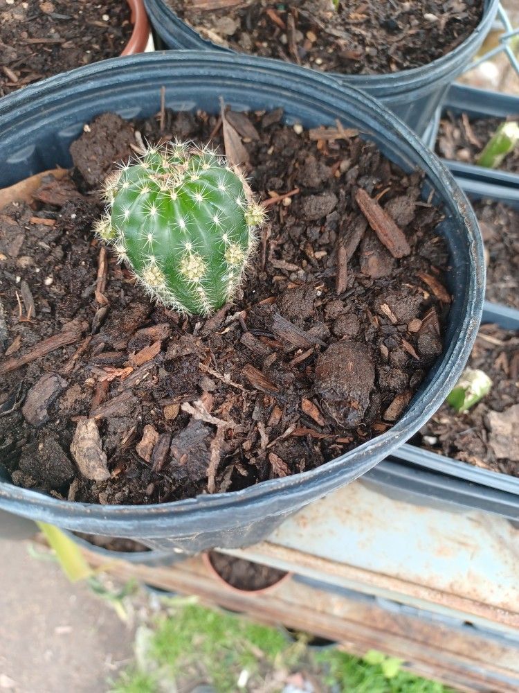 Succulent Catus Babies $1 Each 