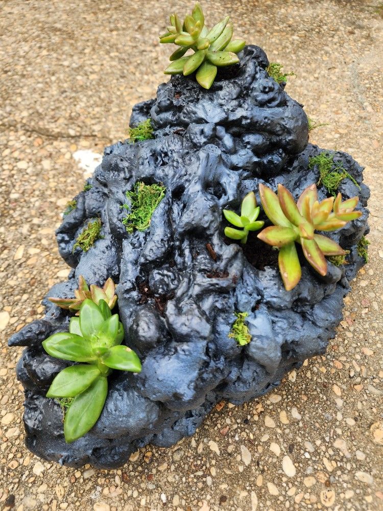 Big Succulent lava rock scape (Planter)