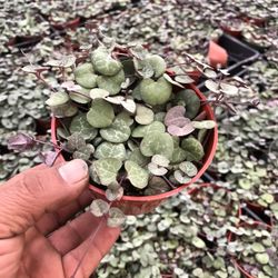 Corazon succulent 