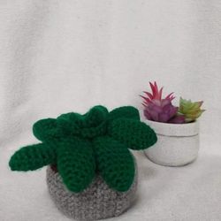 Medium Succulent 