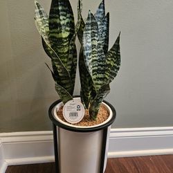BRAND NEW Origin21 Potted Snake Plant ..