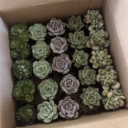 Succulents 
