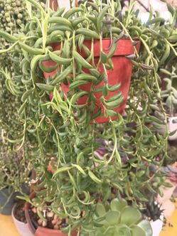 Senecio / string of bananas.