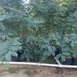 5 Gallon Size- Moringa Trees- Passionfruit Vines- Persimmon Trees- Lemon Guava Trees- Strawberry Guava Trees- Mango Trees- Almond Trees- Sapote Trees 