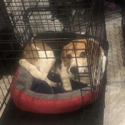 Dog Crate For Small To Medium Dog
