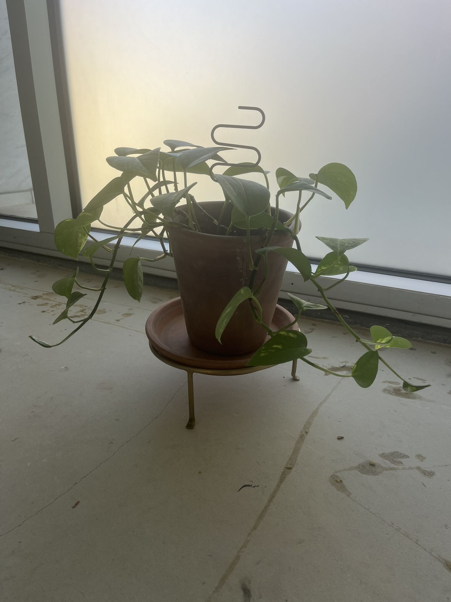 potted pothos w/ plant stand & stake