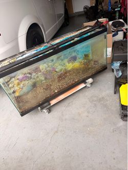 Fish tank