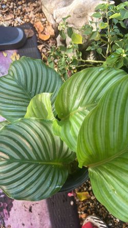 Prayer Plant
