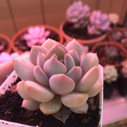 Echeveria “Ice Cream”