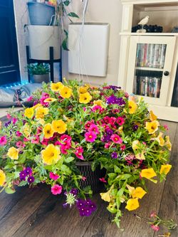🌷💐 Gorgeous & Healthy Hanging Baskets & Potted Flowers 💐