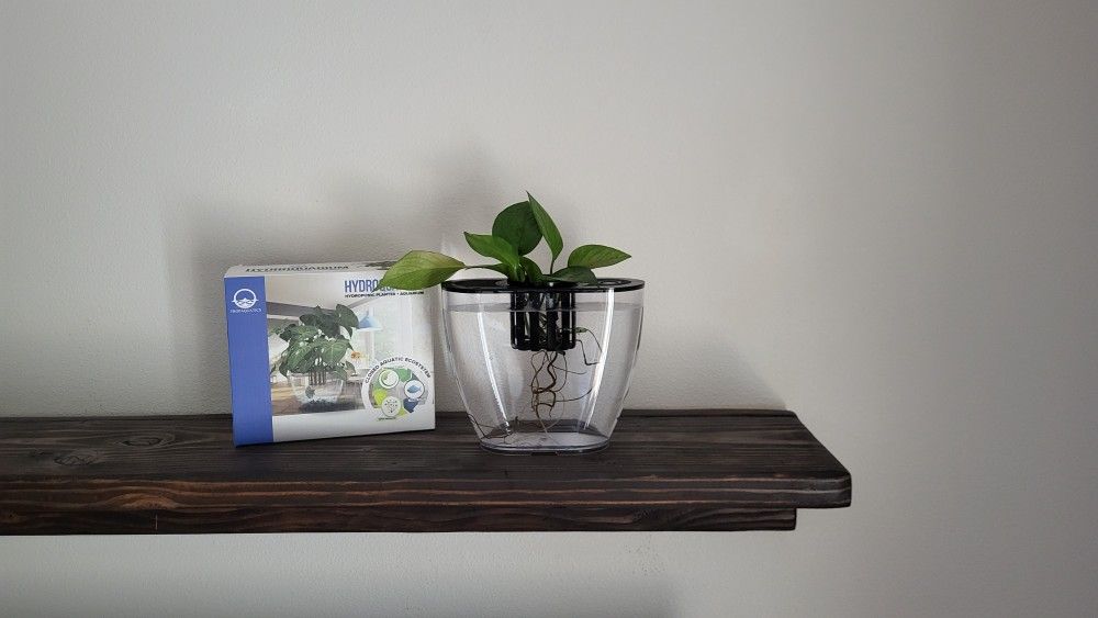 Hydroaquarium With Pathos Plants Small Ideal For 1-2 Fish