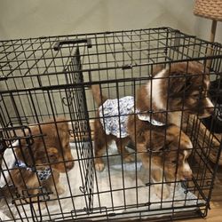 Xl Puppy Cage
