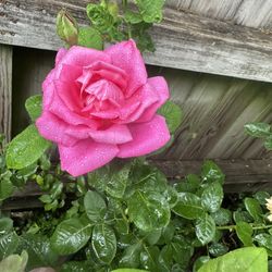 Plant Sale