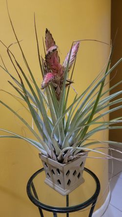 Rare Airplant 