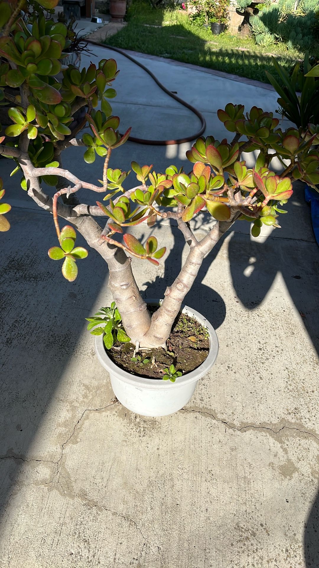 Succulents Tree