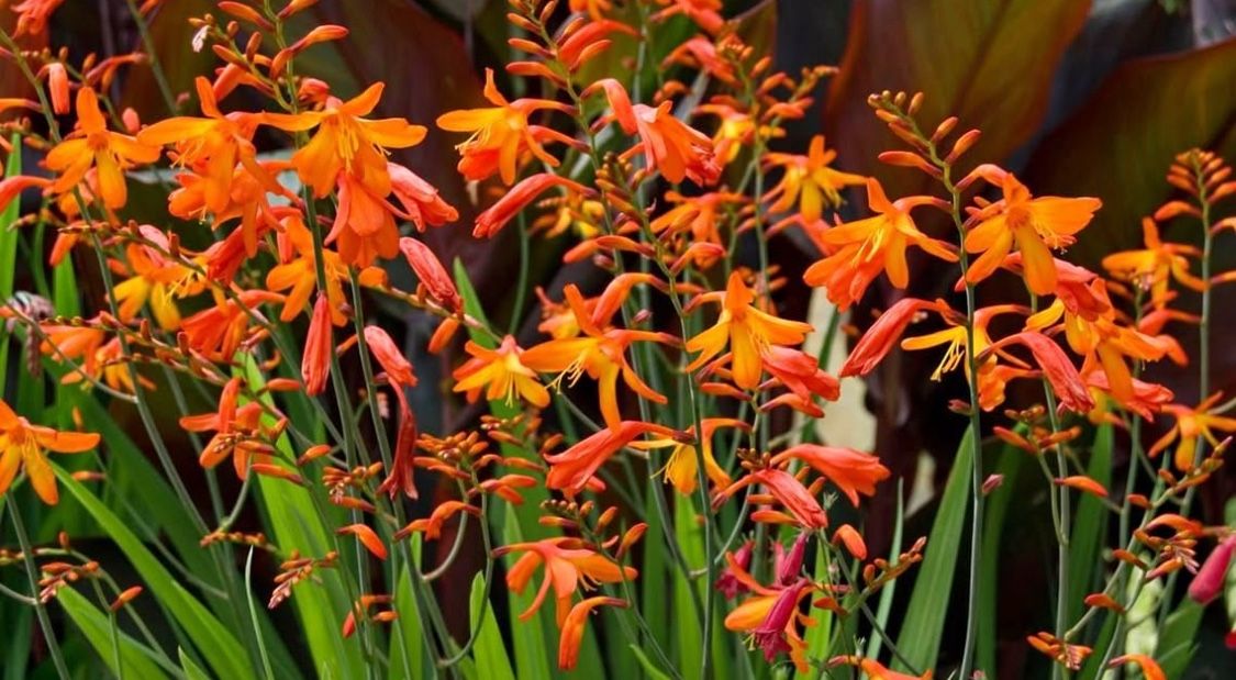 Beautiful orange Crocosmia Plants