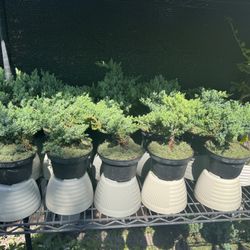 Bonsái ( Juniper, Ficus Ginseng & Fukien Tea ) In 6” Pot. SPECIAL PRICE 🤩
