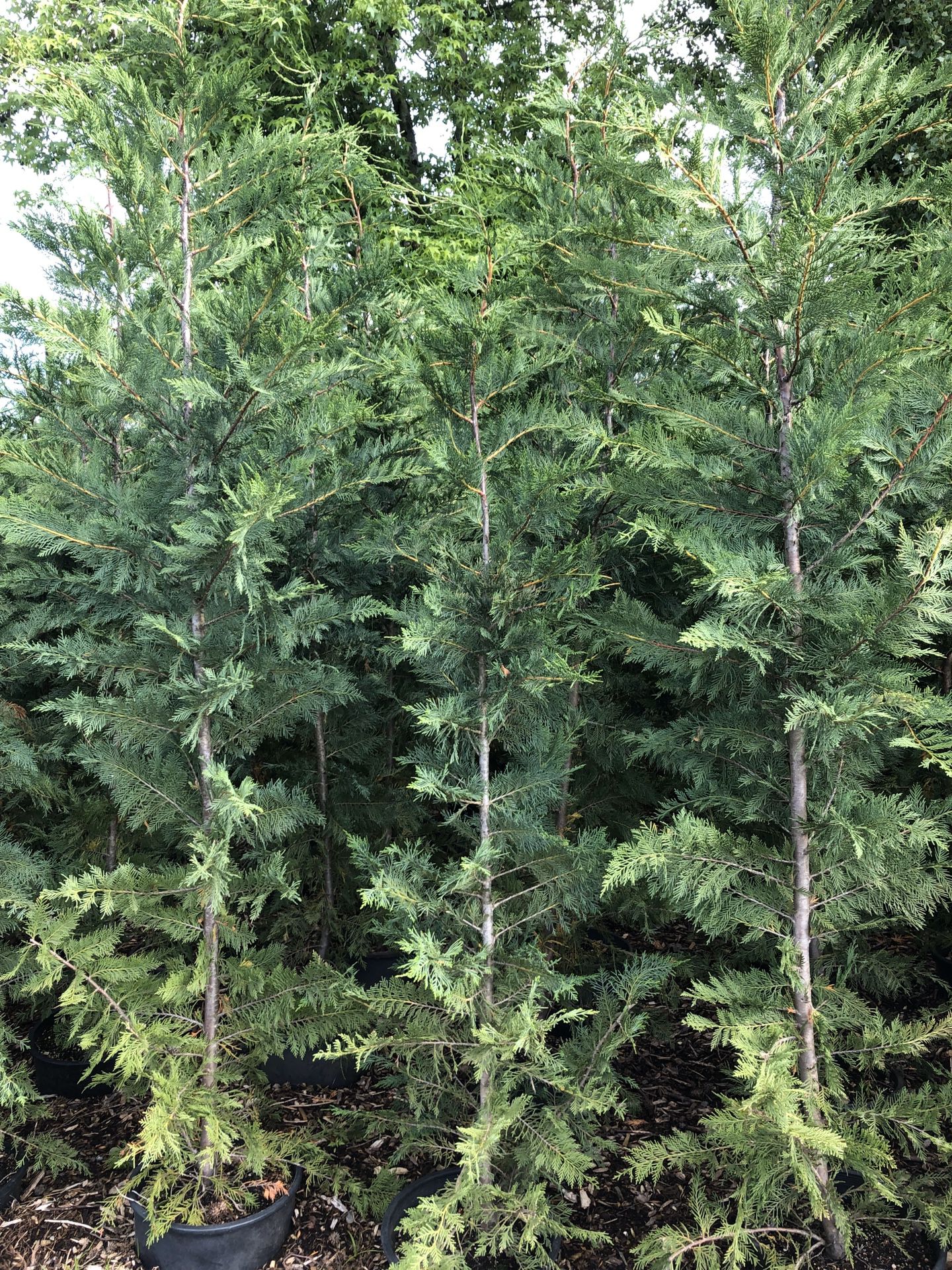 8-10’ foot tall Leyland Cypress ****SALE*****