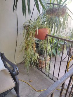 Big Spider Plant 