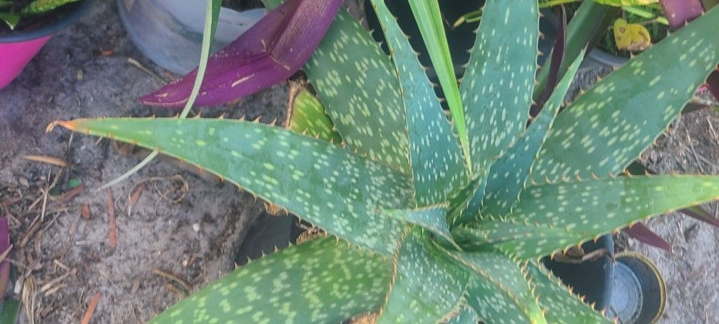 Pineapple   Alovira     Potho Plants 