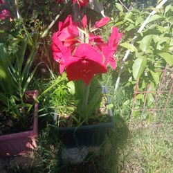 Amaryllis Flower Plant