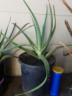 Plants! Aloe Savila, Agave