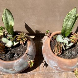 Cute Small Succulent Pots