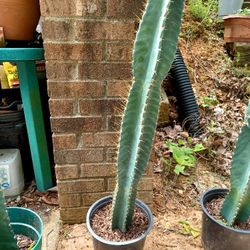 Ornamental Cactus  For Sale