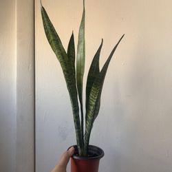 Snake plant Read Description ⤵️