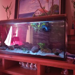 55 Gallon Aquarium 