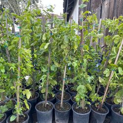 $40.00EACH PASSION FRUIT PLANT’S🍃🪴/ MARCUYAS O PASIFLORAS 🍃🪴