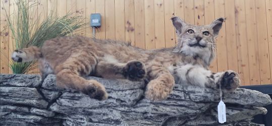Bobcat taxidermy