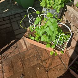 Insulin or Princess Viming Plants $10 To $25ea