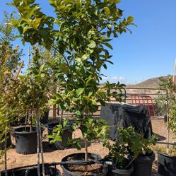 $275 Each Citrus Trees 25gal