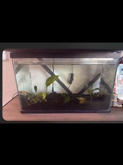 3gallon tank
