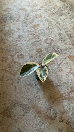 Variegated rubber tree