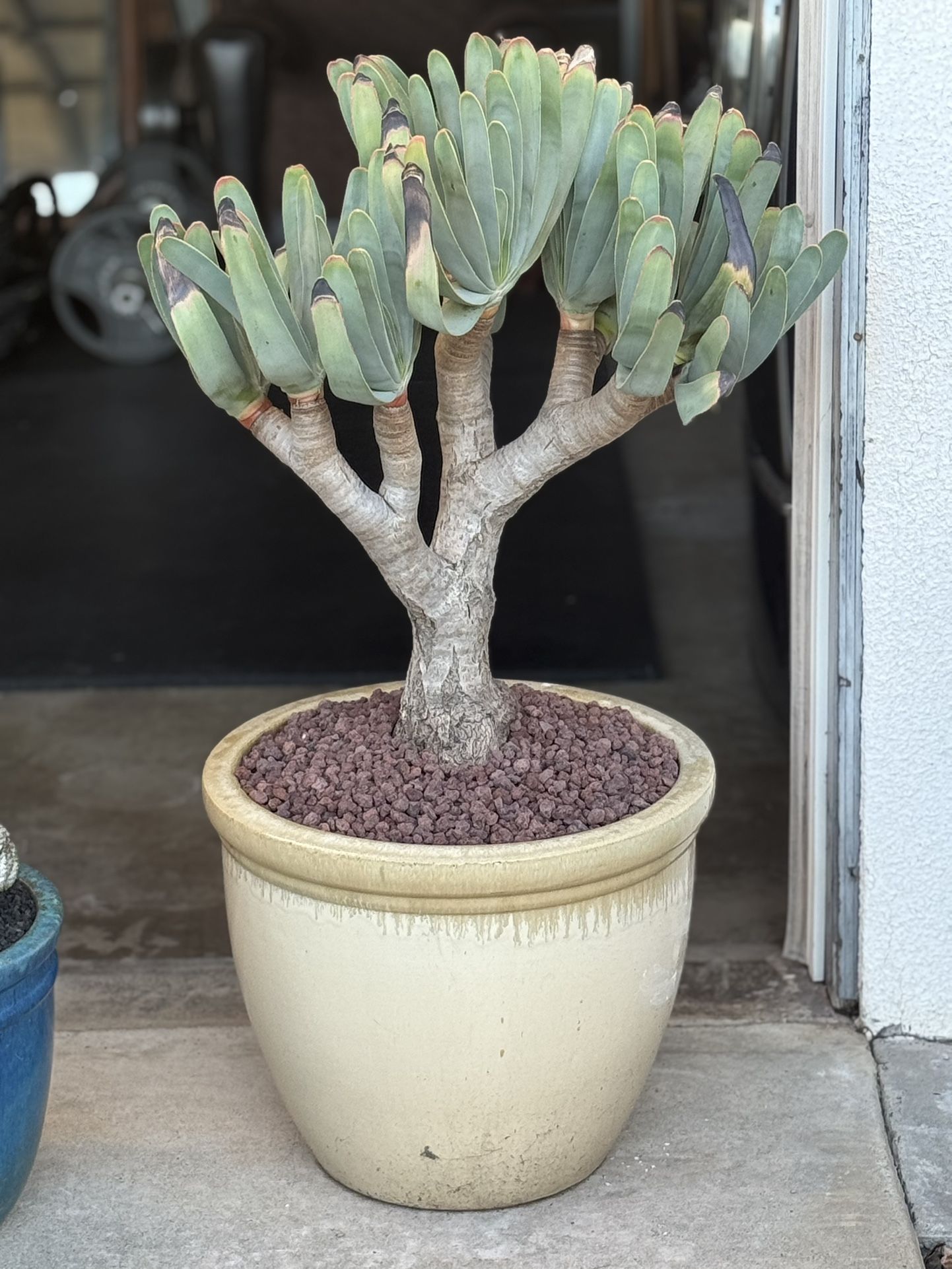 fan aloe aloe plicatilis Cactus Succulents Agave
