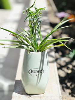 Spider Plant
