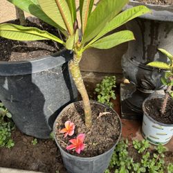 Kimo Plumeria Plant 