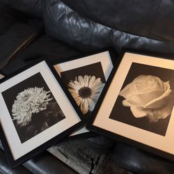 Chrysanthemum, Rose & Daisy Framed Photograph Reprint  Art by Bill Philip Glass Framed 