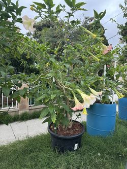 Plant For Sale
