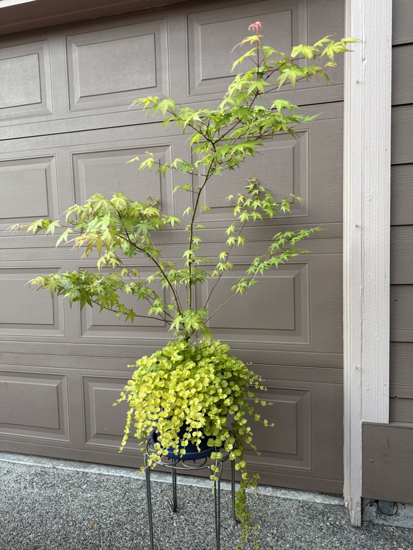 Live Maple Tree & Creeping Jenny in a Ceramic Planter Pot with Drainage