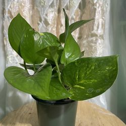 Golden Pothos 