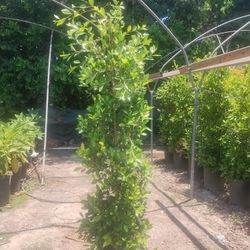 Plantas