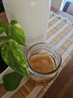 Kambucha Mother from Mexico