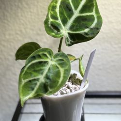 Anthurium (Read Description)