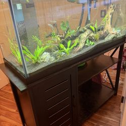 75 Gallon Fish Tank
