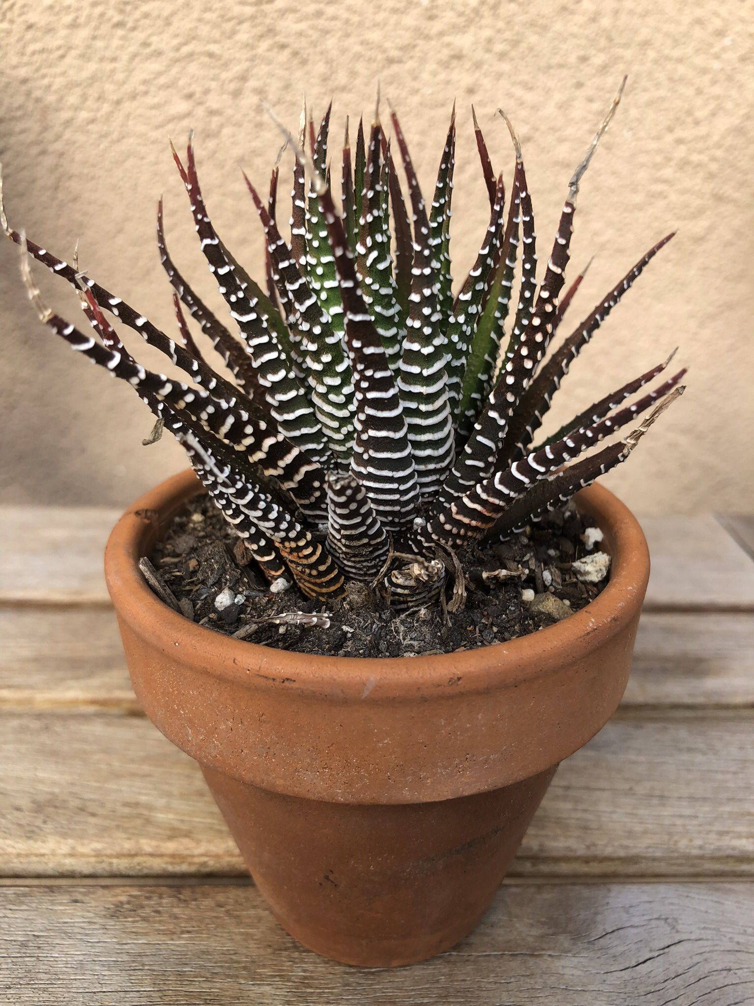 Zebra Succulent Plant In Clay Pot